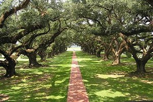 Akseki de Meşe Dikimi