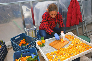 Seferihisar Mandalinası Jeotermal Enerjiyle Kurutuluyor