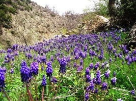 Bu Bitkileri Sökmek Yasaklandı