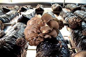 Girişimci Çift 10 Liralık İstiridye Mantarıyla Kırmızı Ete Rakip Oldu