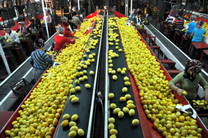 Tarımsal Ürünlere İhracat İadesi Yardımları Düzenlendi