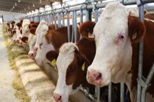 Vatandaşın Ucuz Et Yemesi Hayal Oldu Üretici KDV İnmeden Yeme Zam Yapmış