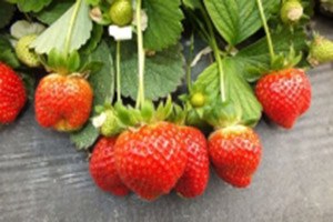 Keskin Bir Zeka İçin Bu Gıda Listesini Saklayın