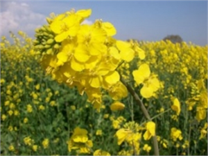 Gıdalarda Erusik Asit Neden Zararlı