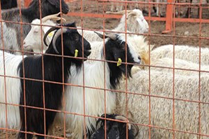 Çankırı Hayvan Pazarı Açıldı