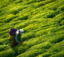 İyi Tarım Uygulamalarında Üretim Patlaması Yaşanıyor