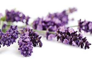 Keçiborlu Lavanta Üretiminin Yüzde 93 nü Karşılıyor