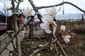 Şubat Baharı Tedirgin Etti