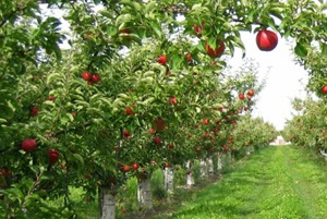 Gümüşhane de Yüzde 100 Hibe Desteği İle Meyve Bahçeleri Kurulacak