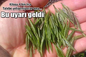 Beyaz Çay Yerine Ot Satın Almayın