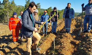 Marmaris te Sakız Ormanı Kuruldu