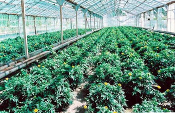 Bitki Yetiştiricilerine Yeni Program