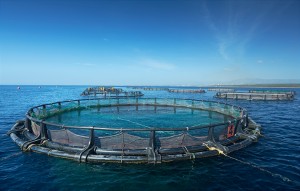 Balık Çiftliklerinin Oluşturduğu Kirliliğe Çözüm Arandı