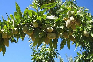 Mevsimin İlk Bademleri Toplanıyor