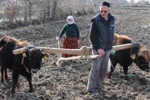Tosunlara Karasaban Eğitimi