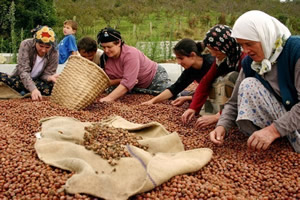 Fındık Alan Bazlı Gelir Desteği Almak İsteyenler Dikkat