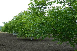 Keşan da Ceviz ve Badem Yetiştiriciliği Kursu