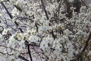 Güneşe Aldanan Erikler Çiçek Açtı