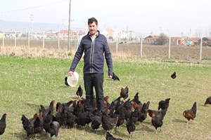 Organik Yumurtaya Büyük İlgi