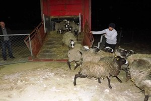 Seydişehir e Ukrayna dan Romanov Cinsi Koyun Getirildi