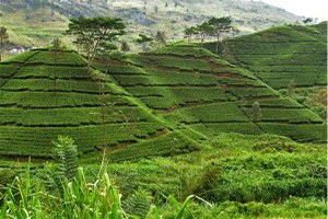 Sinop ta Tarım Faaliyetleri