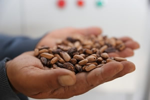 Türkiye nin Fidan Ve Tohumları Manisa dan