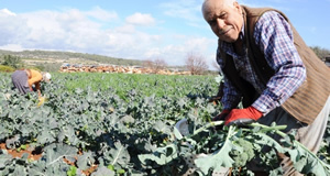 Alternatif Sebzenin Sultanı Brokoli