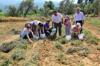 Sıcak Hava Patates Üreticisinin Yüzünü Güldürdü