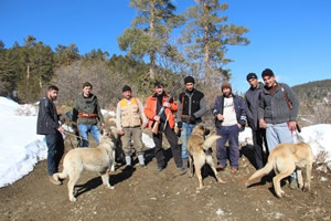Domuz Sürüleri Köylülerin Kabusu Oluyor
