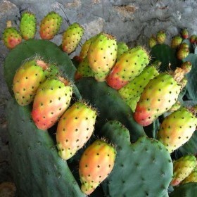 Dünyanın Kaktüs Gücüyle Çalışan İlk Biyogaz Tesisi Meksika da Açıldı