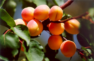 Malatyalılar Kayısıya Sahip Arıyor