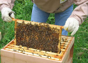 Arıcılara Yalancı Bahar Uyarısı