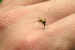 DSÖ Zika Virüsüyle İlgili Acil Durum İlan Etti