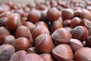 Fındık Rekoltesi Tek Elden Belirlenmeli