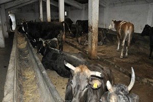 Şap Hastalığı Kırmızı Et Üreticilerine Pahalıya Mal Oldu