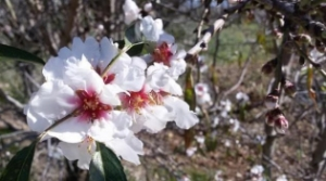 Baharın Müjdecisi İlk Cemre Bugün Düşecek