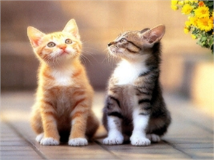 Bolu Belediyesi nden Kedi Açıklaması