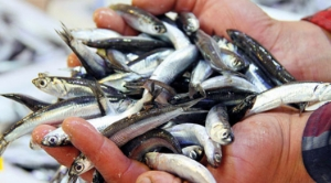 Başkentliler 2015 te En Çok Hamsi Tüketti