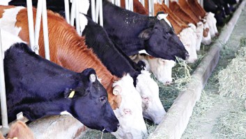 Süt Ucuzlayıp Et Fiyatı Artınca İneklere Mezbaha Göründü