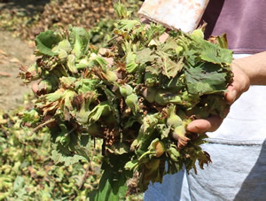 UFK Fındık İstikrar Arıyor