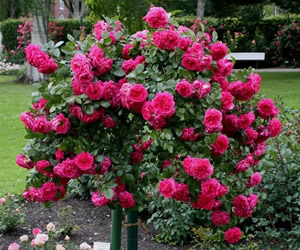 Diyarbakır da Bahar Ayında 30 Bin Ağaç Ve 16 Bin Çiçek Dikilecek