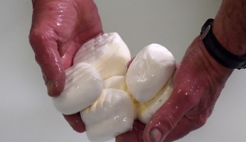 Mozzarella Peyniri Yemek İçin Çiftlik Kurdular