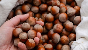 Japonya da Fındığın Kilosu 208 TL