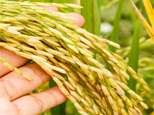 Çeltik Fiyatının Artırılması İsteği