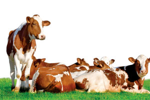 DNA Taramasıyla Hayvanların Genetik Haritası Çıkarılacak