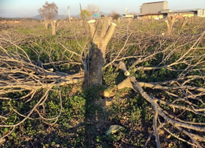 Aydın İncir Ağaç Katliamları Ve Yok Oluş Süreci Devam Ediyor