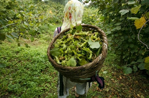 Fındıkta Don Tehlikesine Karşı Sigorta Önerisi