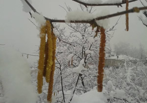 Fındık Üreticisinde Don Tedirginliği