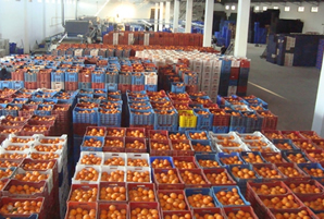 Rusya Ambargosu Sonrası Yaş Sebze ve Meyve İhracatı Azaldı