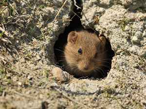 Kulu da Tarla Faresi ile Mücadele